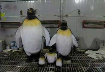 幼兒園企鵝雕塑廠家 卡通噴漆小品 室內異形企鵝雕塑